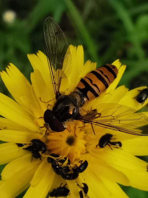 Episyrphus balteatus - ékfoltos zengőlégy