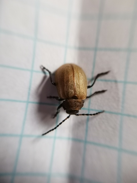Galeruca pomonae - barna olajosbogár