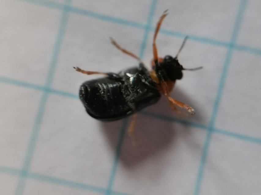 Smaragdina aurita - feketehátú zsáklevelész