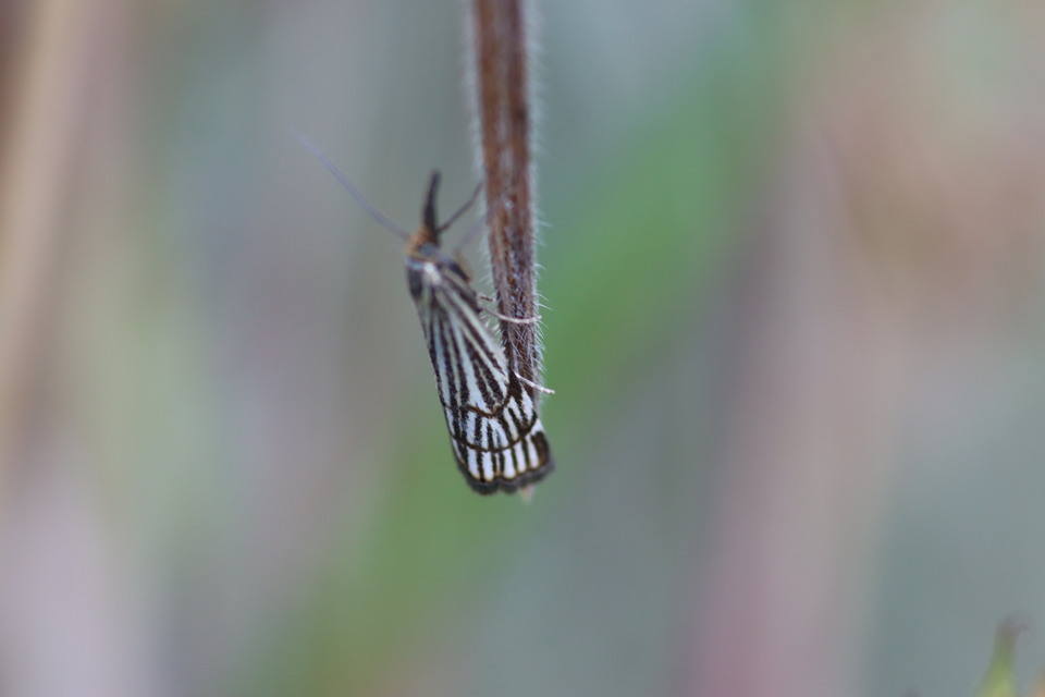Chrysocramboides craterella - rácsos fűgyökérmoly