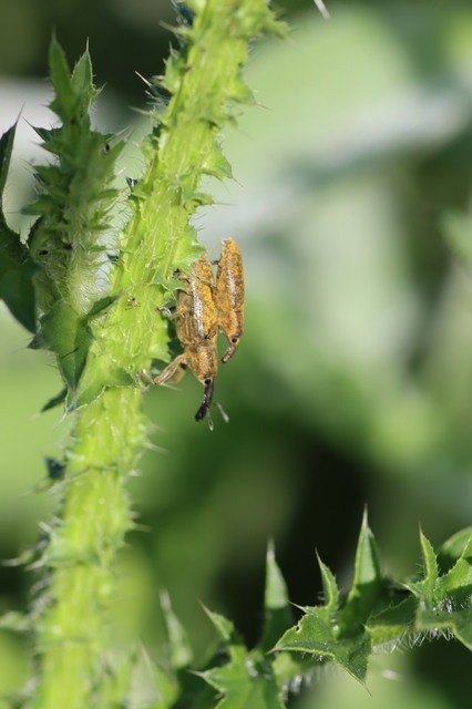 Lixus pulverulentus - mályvafúró dudvabarkó