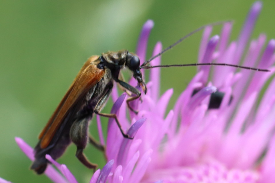 Oedemera femorata - sárgahátú álcincér