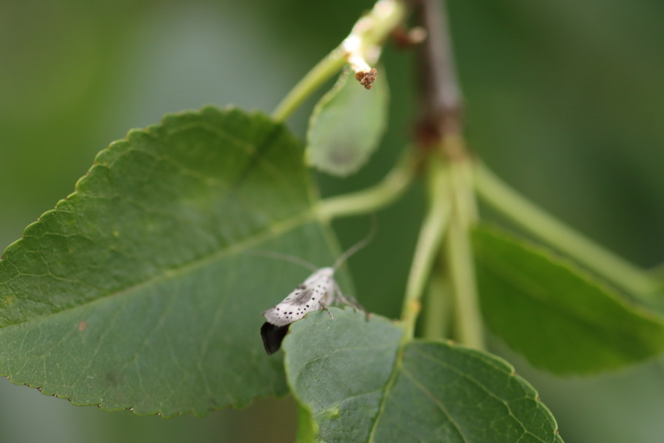 Yponomeuta irrorella - pókhálós kökénymoly