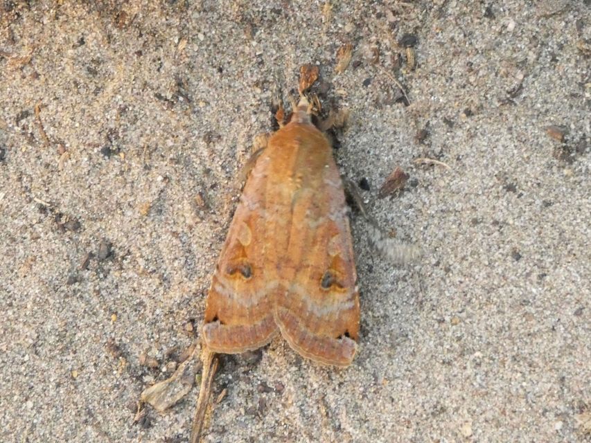 Noctua pronuba - nagy sárgafűbagoly