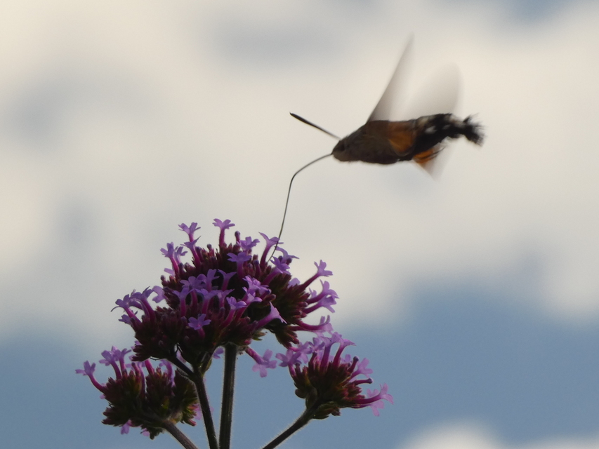 Macroglossum stellatarum - kacsafarkú szender
