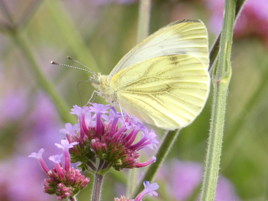 Pieris napi - repcelepke
