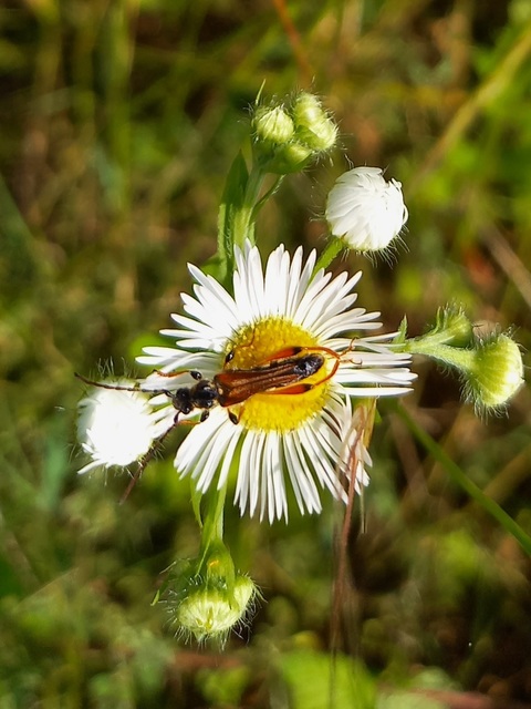 Stenopterus rufus - tarkacsápú keskenyfedőscincér