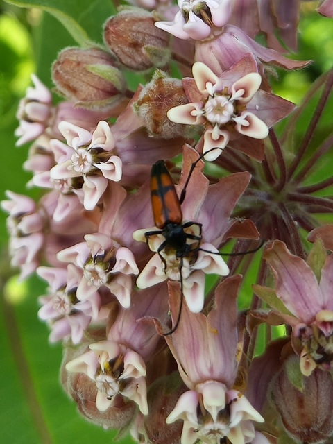 Stenurella bifasciata - kétöves karcsúcincér