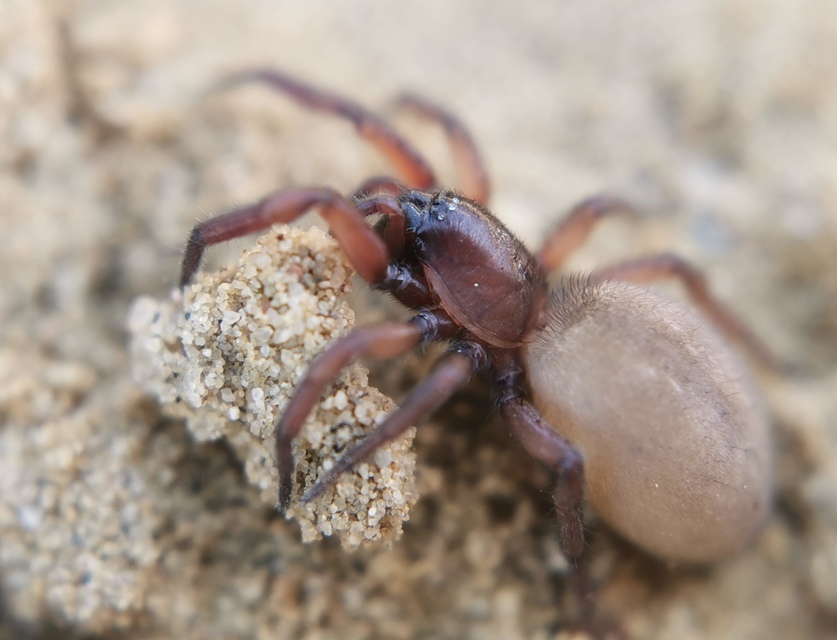 Gnaphosa lugubris