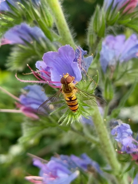 Episyrphus balteatus - ékfoltos zengőlégy
