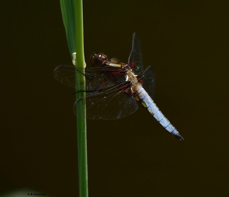 Libellula depressa - széles laposacsa
