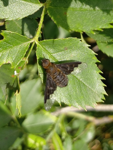 Hemipenthes morio - közönséges gyászlégy