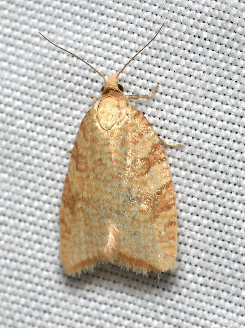 Aleimma loeflingiana - tölgylevél-sodrómoly Aleimma loeflingiana - tölgylevél-sodrómoly