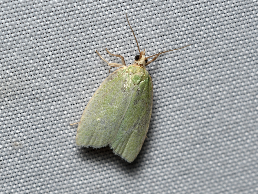 Tortrix viridana - tölgyilonca