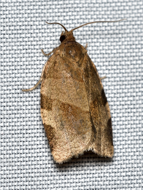 Choristoneura hebenstreitella - mogyoró-sodrómoly