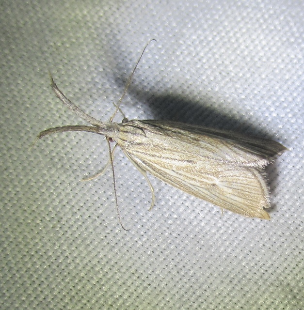 Minetia