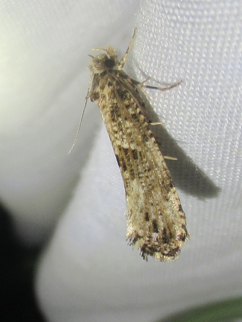 Morophaga choragella - közönséges óriásmoly