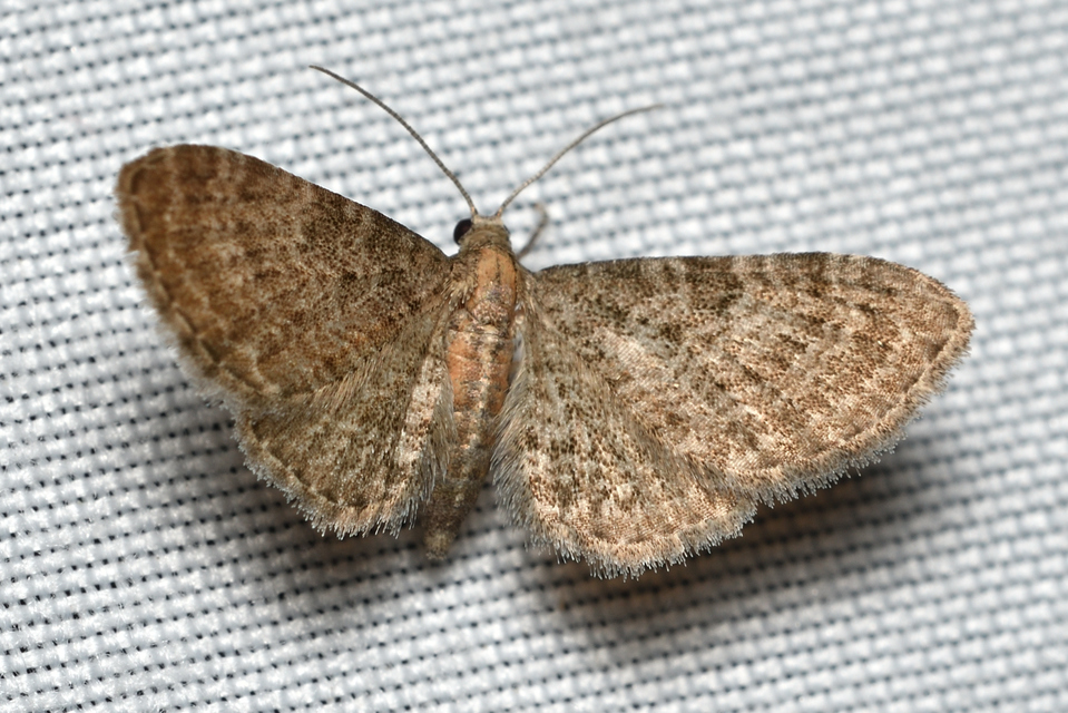 Eupithecia haworthiata - rozsdástestű törpearaszoló