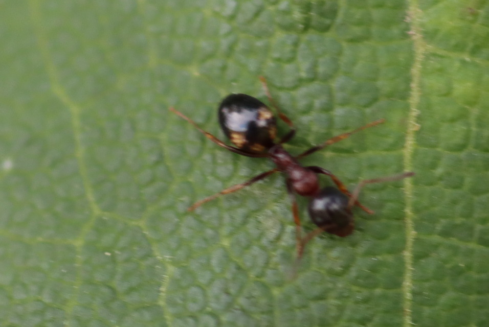 Dolichoderus quadripunctatus - négypettyes erdeihangya