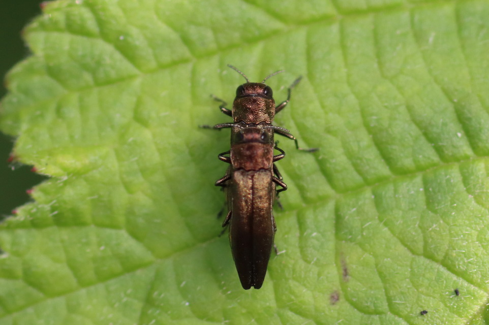 Agrilus cuprescens - földiszeder-karcsúdíszbogár