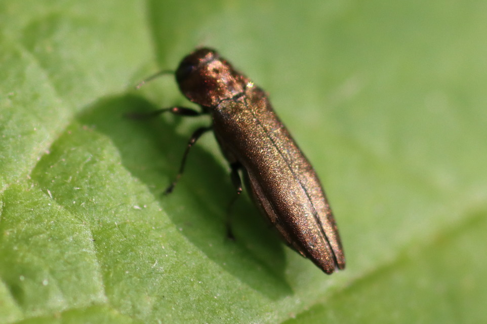 Agrilus cuprescens - földiszeder-karcsúdíszbogár