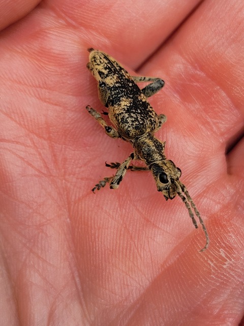 Rhagium sycophanta - tölgyes-tövisescincér