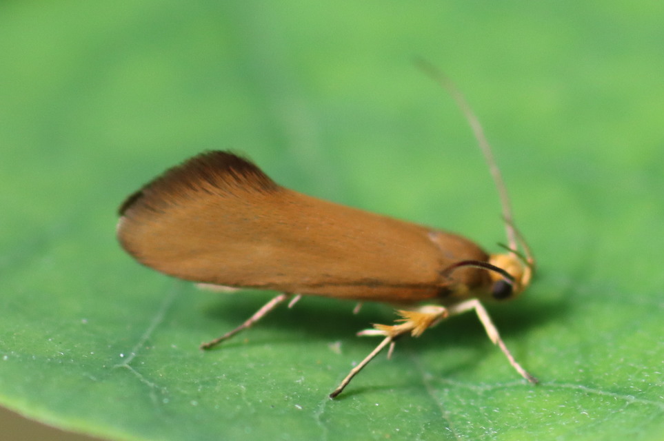 Crassa unitella - aranybarna díszmoly