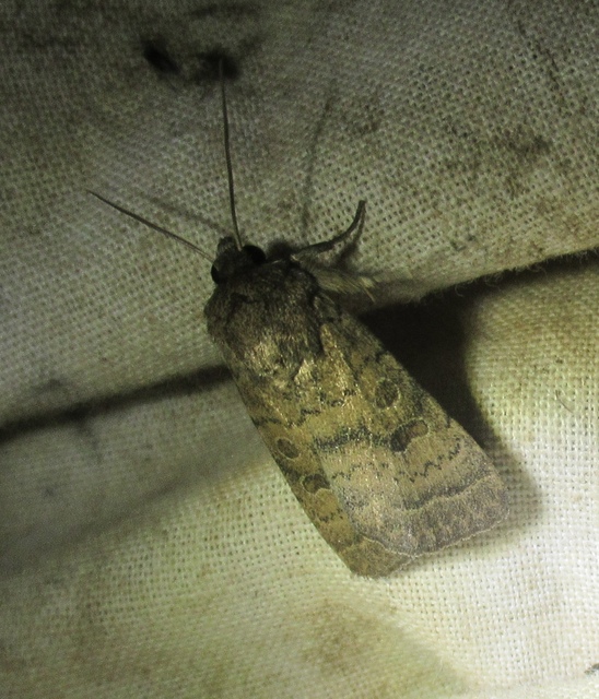 Hoplodrina octogenaria - barna selymesbagoly