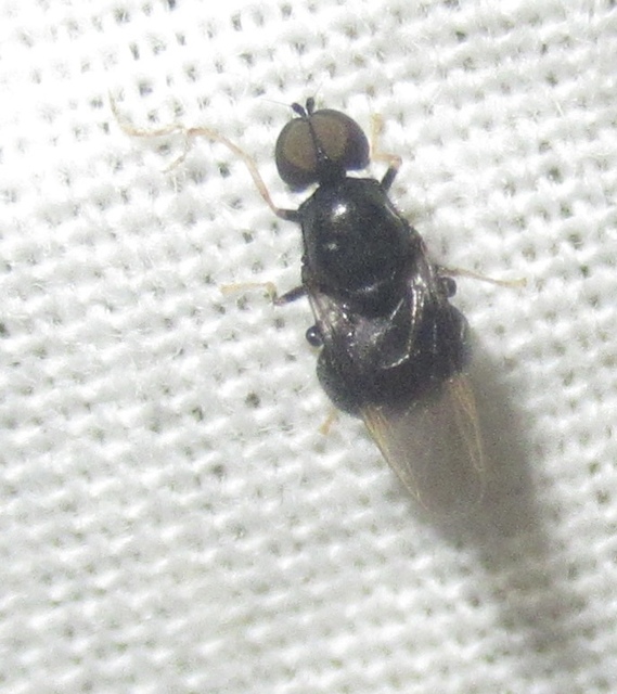 Pachygaster atra - fekete tüskéslégy