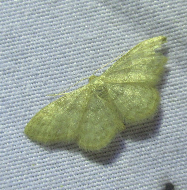 Idaea dilutaria - napvirág-apróaraszoló