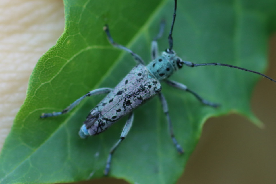 Saperda punctata - pettyes szilcincér Saperda punctata - pettyes szilcincér
