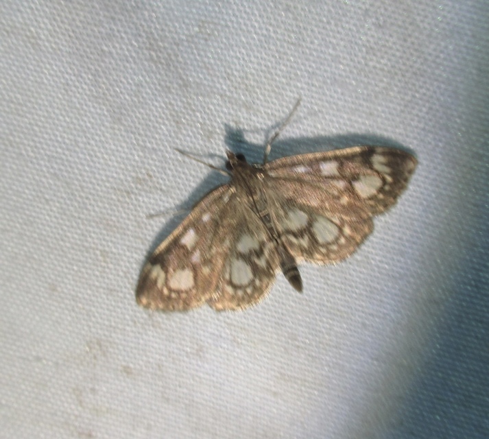 Anania coronata - koronás dudvamoly