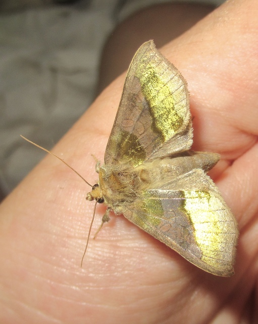Diachrysia chrysitis - aranybagoly