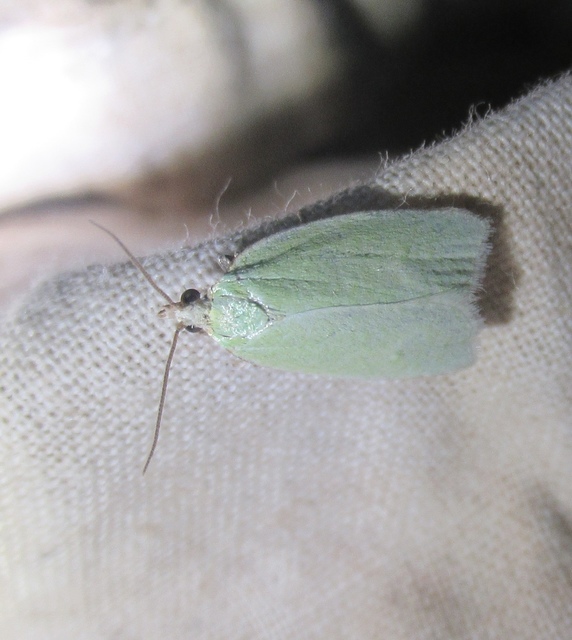 Tortrix viridana - tölgyilonca