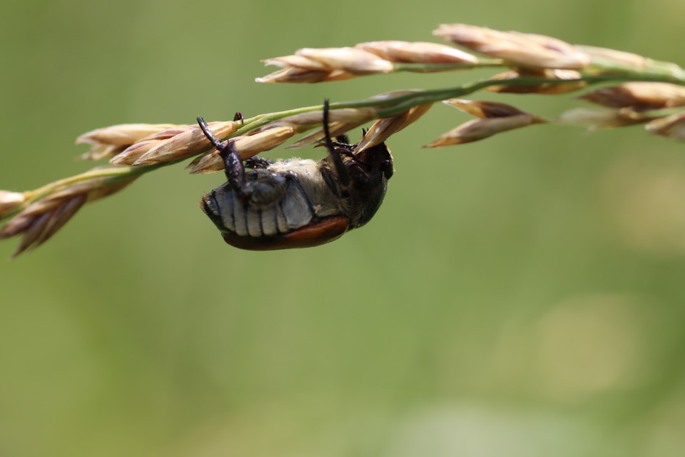 Anisoplia austriaca - osztrák szipoly