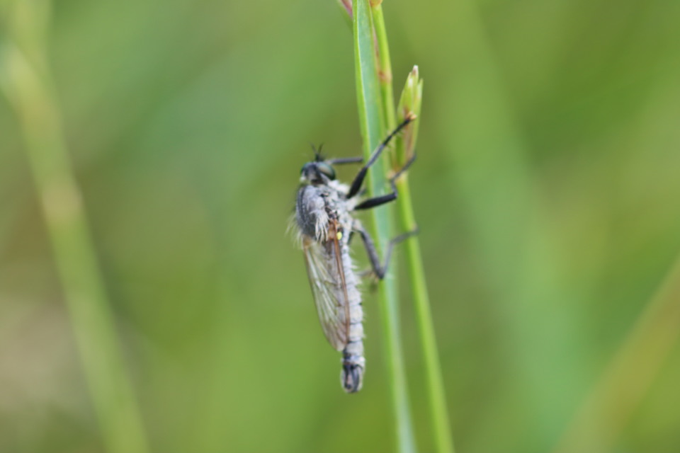 Dysmachus