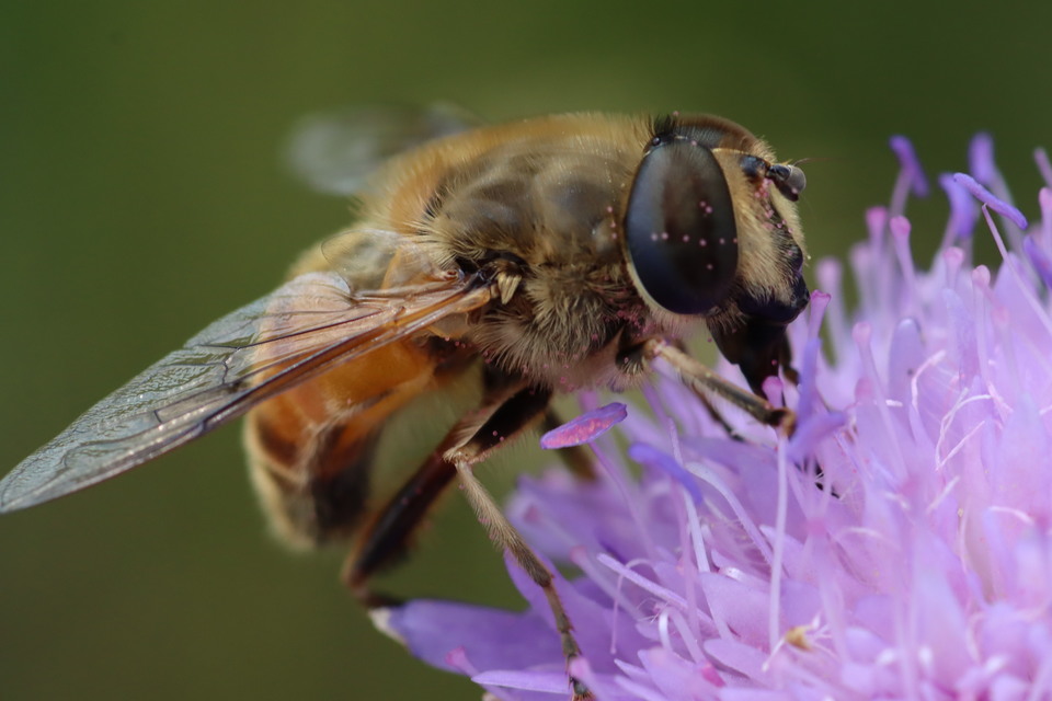 Eristalis tenax - közönséges herelégy