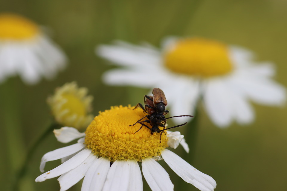 Pseudovadonia livida - barnás virágcincér