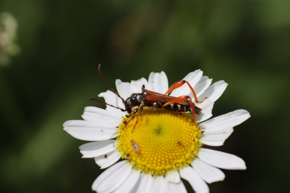 Stenopterus rufus - tarkacsápú keskenyfedőscincér