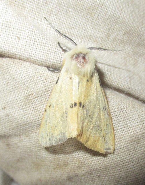Spilarctia lutea - sárgás medvelepke