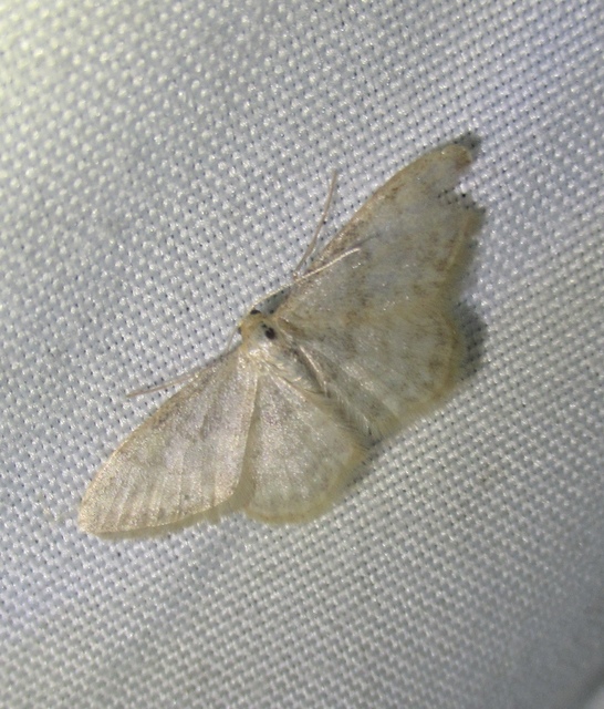 Idaea dilutaria - napvirág-apróaraszoló