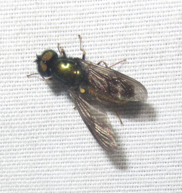 Chloromyia speciosa