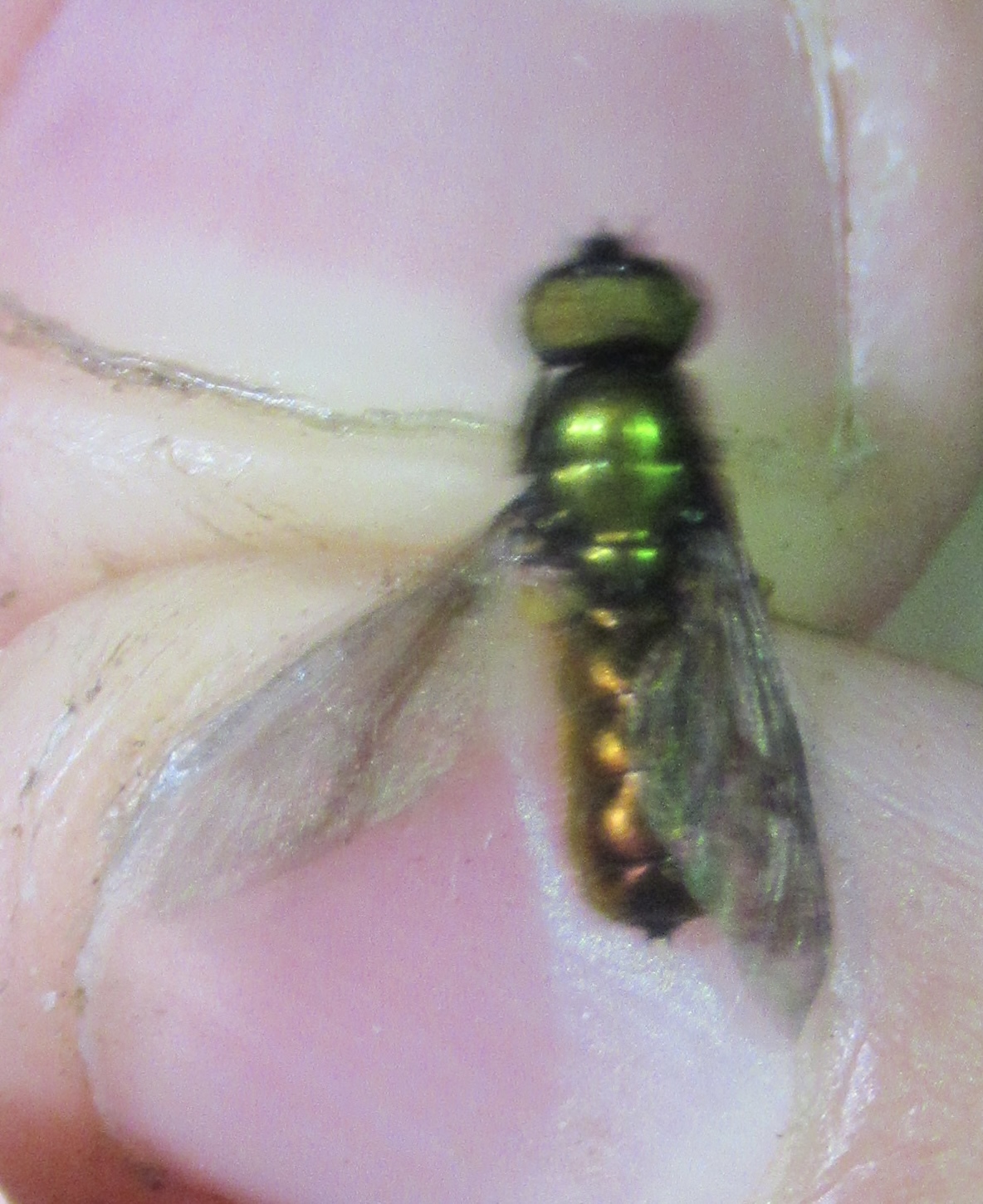 Chloromyia speciosa
