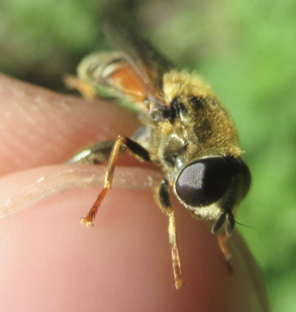 Merodon