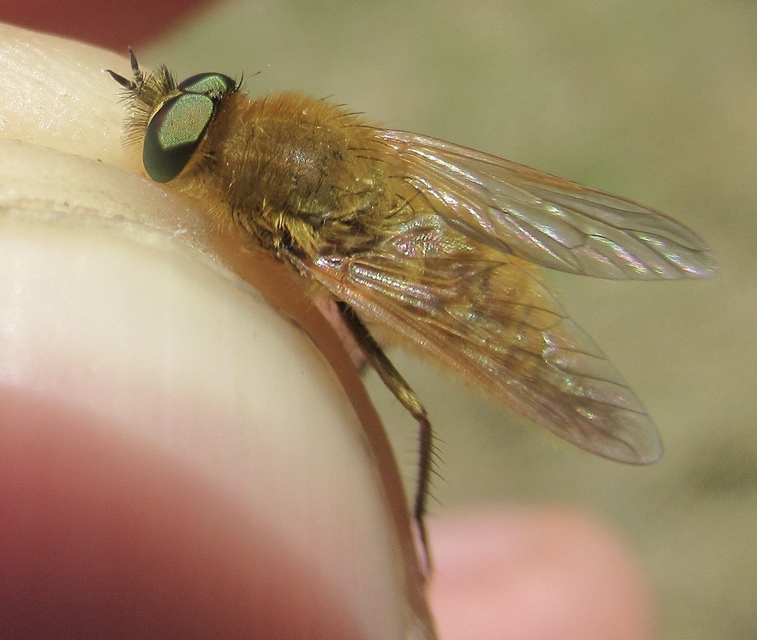 Thereva fulva