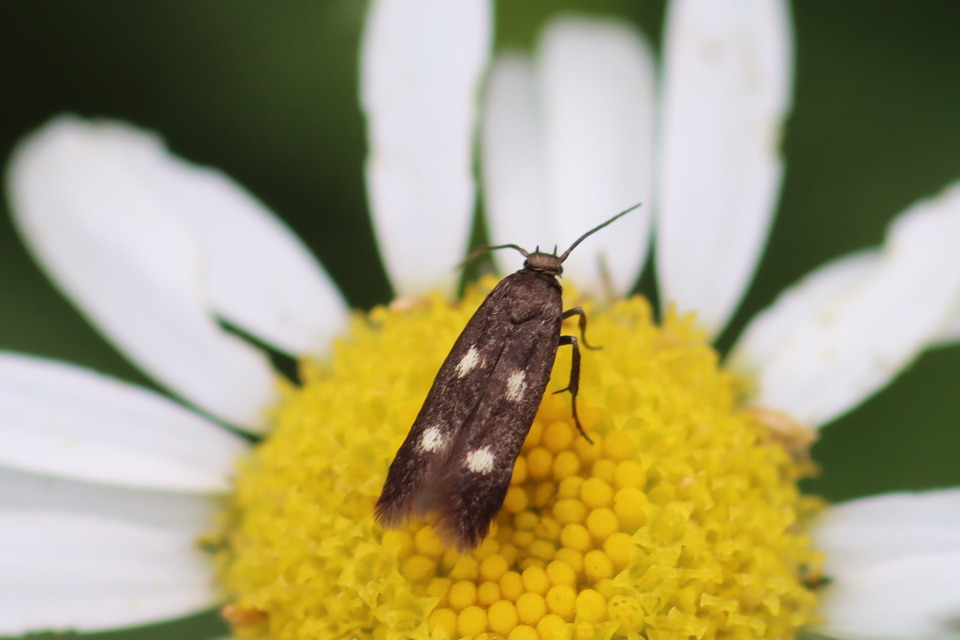 Parascythris muelleri - kétpettyes zöldmoly