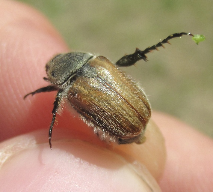 Chaetopteroplia segetum - rozsszipoly