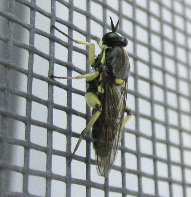 Solva marginata