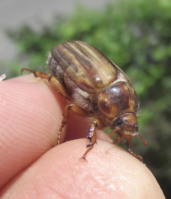 Amphimallon solstitiale - bordás sárgacserebogár