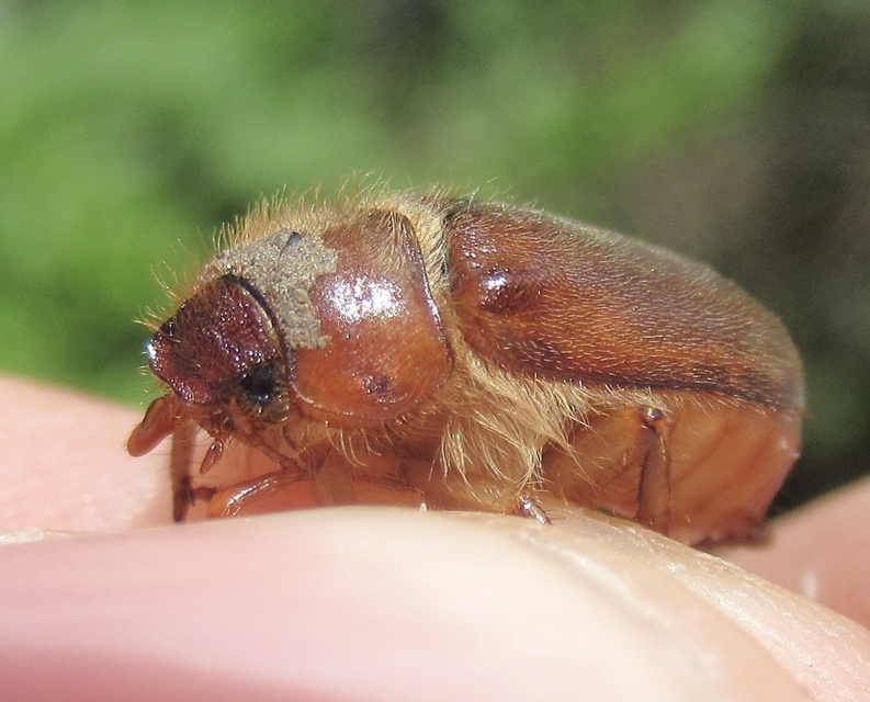 Holochelus vernus - tavaszi cserebogár